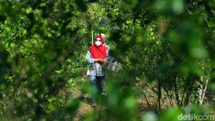 Jeruk kunci diolah oleh Herawati menjadi minuman segar dan berkhasiat. Minuman jeruk ini juga sudah sampe ke Korsel loh.

Ya, kesulitan dalam memulai sebuah usaha kerap dirasakan oleh beberapa pengusaha. Sama halnya dengan yang dialami oleh Herawati, seorang perempuan yang tinggal Kota Pangkal Pinang, Provinsi Bangka Belitung ini.