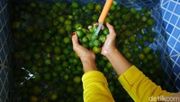 Jeruk kunci ini juga sering tumbuh di daerah Bangka Belitung. Karena stoknya melimpah dan dengan harga yang lumayan relatif murah, ia pun berpikir membuat minuman dari bahan jeruk kunci tersebut.