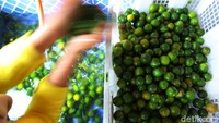 Sayangnya, ketika memulai usaha tersebut Herawati hanya memiliki modal pas-pasan. Untuk membeli bahannya untuk produksinya, ia pun membelinya di pasar. Dulu pembuatannya pun masih dibantu oleh anak-anak tetangga yang Herawati berikan upah seadanya. Berawal dari modal beli jeruk 5-10 kilogram saja. Bisnis ini dibangun dari kecil, sampai resepnya saja harus nyontek di internet.