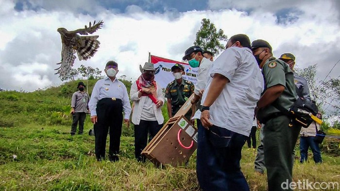 Proses pelepasliaran 2 ekor elang di Puthok Gondang, Kulon Progo, Rabu (6/10/2021).