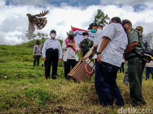 Momen Elang Brontok-Elang Alap Jambul Dilepasliarkan di Kulon Progo