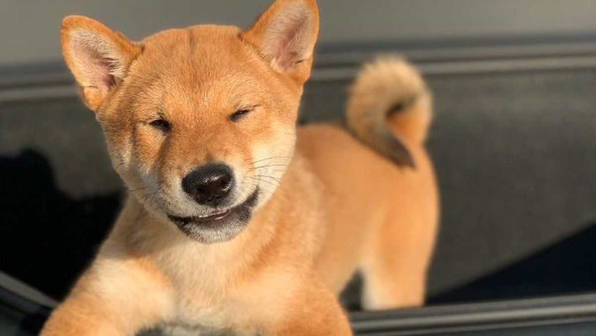 duh ada masalah besar hantui kripto shiba inu waspada on where to buy shiba inu