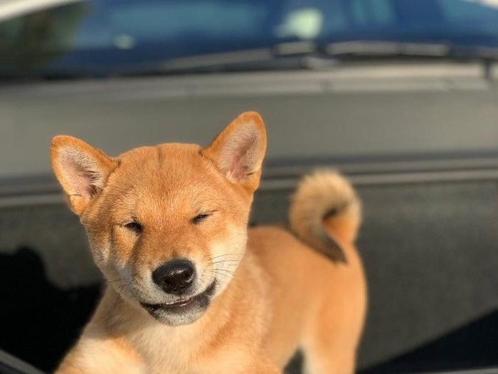 Shiba Inu