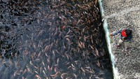 Sungai yang jernih ini berasal dari sumber air Sigedang dan persawahan.