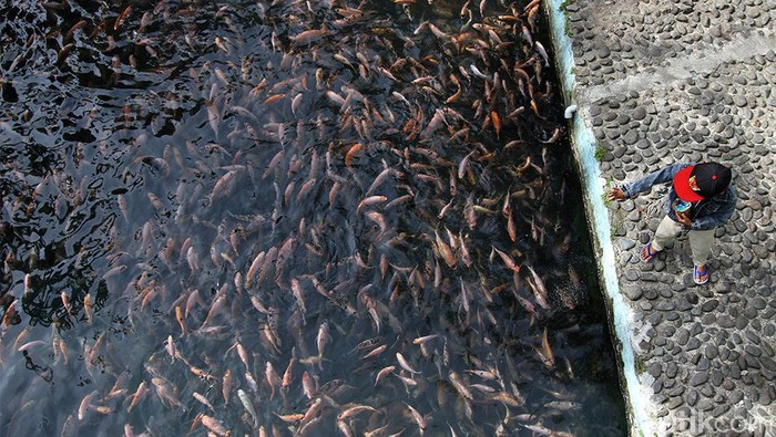 Sungai Jernih di Klaten Ini Dimanfaatkan untuk Budidaya Ikan Bagong, warga Desa Pusur, Klaten, Jateng, memanfaatkan aliran sungai yang jernih untuk membudidayakan ikan nila. Dalam sebulan, dia mampu menghasilkan 3 ton nila