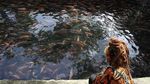 Sungai Jernih di Klaten Ini Dimanfaatkan untuk Budidaya Ikan