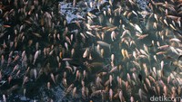 Saking jernihnya, ikan-ikan yang berenang itu bisa terlihat dari pinggir sungai. 