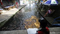 Ikan nila itu juga distribusikan di kawasan kabupaten Klaten. 
