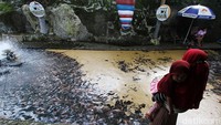 Dalam sehari sebanyak 30 kilogram Pelet dihabiskan untuk tumbuh kembang biak ikan. 