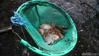 Bagong sedang memanen ikan nila yang dibudidayakan di sungai. 