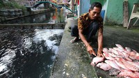 Bagong membersihkan ikan yang dipanennya untuk dijual di warungnya.