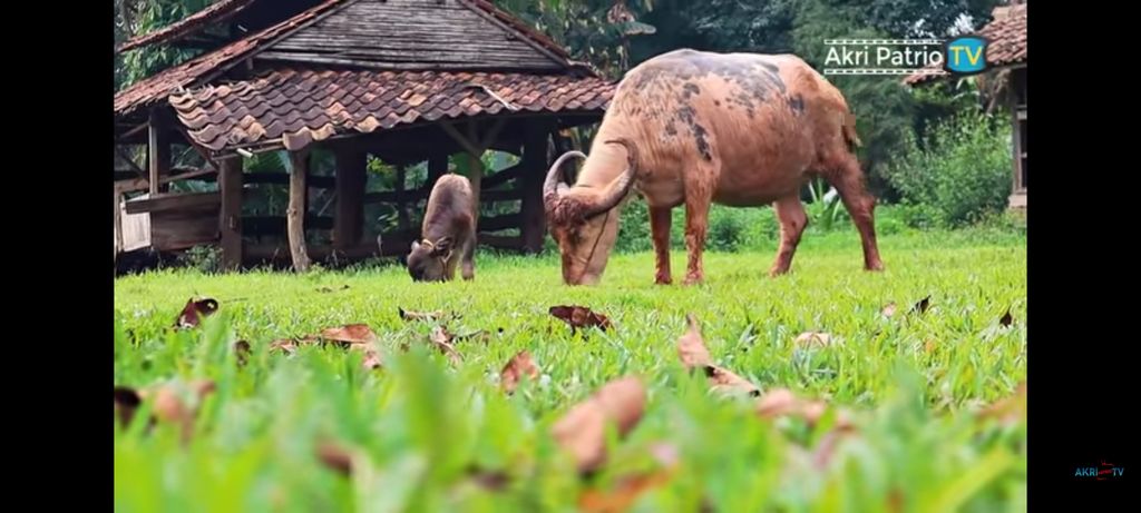 Akri Patrio Kini Sibuk Berternak Entog, Kambing dan Kerbau