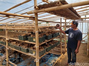 Warga Lembang Bandung Sulap Kotoran Sapi Jadi Briket Media Tanam