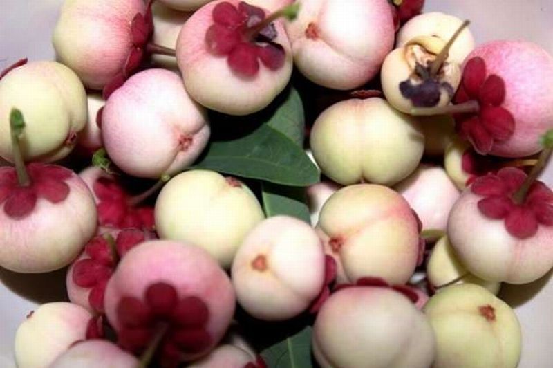 Pernah Coba? 7 Buah Eksotis Ini Cuma Ada di Indonesia!