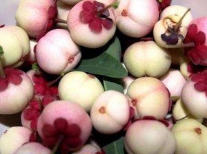 Pernah Coba? 7 Buah Eksotis Ini Cuma Ada di Indonesia!