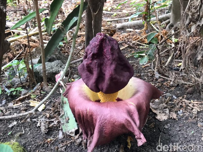Bunga bangkai mekar kembali ditemukan di Lamongan. Kali ini, 2 bunga bangkai jenis Amorphophallus paeonifolius ditemukan di pekarangan warga Desa Sukobendu, Kecamatan Mantup.