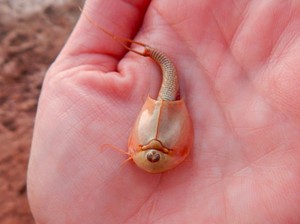 Mengenal Triops, Hewan Aneh Matanya Ada Tiga