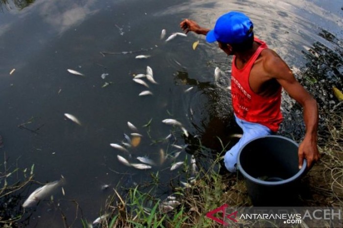 Ikan-ikan di sungai Nagan Raya mati mendadak (Antara Aceh/Syifa Yulinnas)
