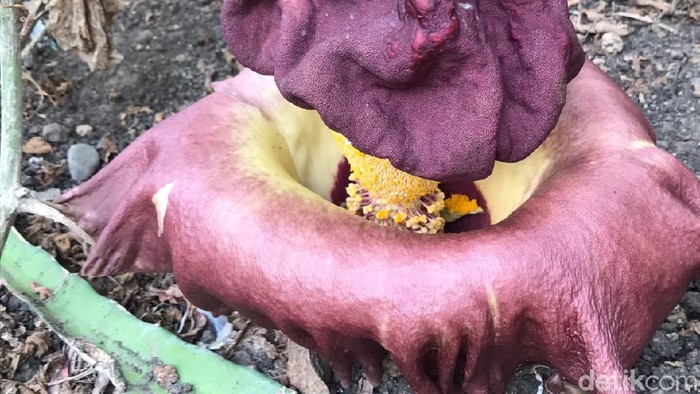 Bunga bangkai kembali ditemukan mekar di Dusun Krajan, Desa Sukobendu, Mantup. Sebelumnya bunga bangkai tersebut juga ditemukan di kawasan Sugio.