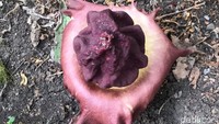 Kholis menyebut, sebelum-sebelum ini pekarangan rumahnya belum pernah ditumbuhi bunga suweg ini. Ia dan keluarganya juga mengaku tidak pernah menanam bunga yang memiliki bau tak sedap ini. Ketika berada di dekat bunga yang memiliki mahkota berwarna merah keunguan tersebut, seketika aroma tidak sedap langsung menyeruak ke hidung.