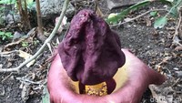 Kholis menuturkan, ia dan keluarganya juga tidak pernah membayangkan jika pekarangan rumahnya ditumbuhi bunga suweg ini. Kini, pekarangan rumah Kholis pun menjadi ramai mendapat kunjungan warga yang penasaran dengan bentuk dan bau bunga yang masuk dalam marga bunga bangkai ini.