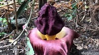 Begini penampakan bunga bangkai yang mekar di Dusun Krajan, Desa Sukobendu, Kecamatan Mantup, Lamongan.