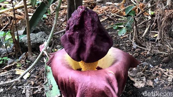 Bunga bangkai kembali ditemukan mekar di Dusun Krajan, Desa Sukobendu, Mantup. Sebelumnya bunga bangkai tersebut juga ditemukan di kawasan Sugio.