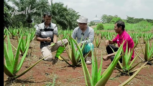 Mantan Sopir Metromini Jadi Petani Lidah Buaya, Segini Omzetnya