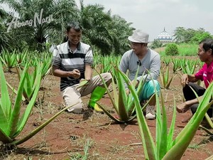 Lidah Buaya sebagai Solusi Inovatif untuk Mengatasi Stunting di Indonesia