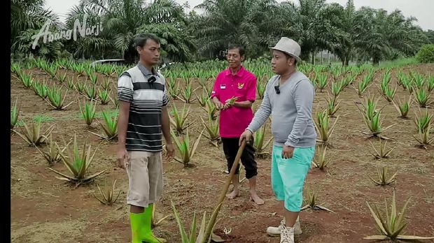 Mantan Sopir Metromini Jadi Petani Lidah Buaya, Segini Omzetnya