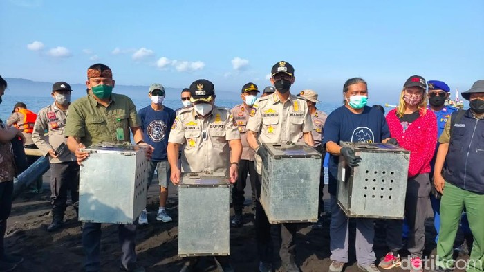 Empat ular piton dan 40 kera ekor panjang dilepasliarkan di Pulau Nusa Barong, Jember. Nusa Barong merupakan pulau yang berstatus sebagai suaka marga satwa.