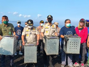 4 Ular Piton dan 40 Kera Ekor Panjang Dilepasliarkan di Pulau Nusa Barong