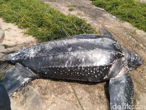 Penyu Raksasa Hebohkan Warga Sumenep