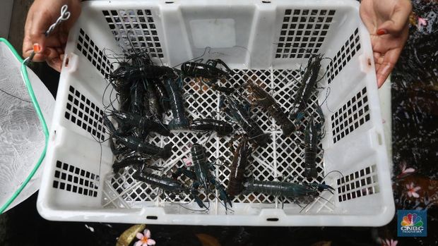 Petani lobster air tawar menunjukkan lobster siap jual di tempat budidaya lobster air tawar BFC Mini Farm di kawasan Ciputat, Tangerang Selatan, Kamis (7/8/2021). (CNBC Indonesia/Andrean Kristianto)