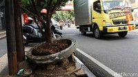Belum diketahui pot tanaman itu pecah karena sengaja dirusak atau tidak.
