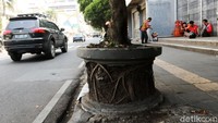 Pot yang pecah membuat akar tanaman terlihat.