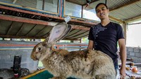 Ia mengatakan pada saat awal pandemi, banyak orang dari berbagai daerah datang ke peternakannya untuk membeli kelinci. Bahkan, karena saking banyaknya ia sampai kewalahan melayani para pembeli tersebut. 