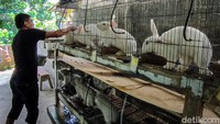 Namun omzet Itu baru untuk penjualan kelinci lokal pedaging, yang rata-rata harganya berkisar Rp700.000 - Rp800.000 pe ekor. Sedangkan untuk kelinci hias impor seperti jenis Flamish Giant  dan Rex bisa mencapai Rp 2 juta per ekor. Ini baru untuk harga bagi kelinci berumur 3 bulan. Bila usianya lebih dari setahun harganya bisa makin mahal dan dapat menyentuh angka Rp4-6 Juta. 
