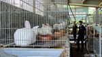 Rezeki Nomplok Peternak Kelinci di Bukit Menoreh Saat Pandemi