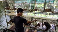 Adapun para konsumen membeli kelinci di peternakan Suryadi untuk pelbagai keperluan. Ada yang membeli untuk diambil dagingnya, adapula yang sengaja meminang untuk dijadikan hewan peliharaan.  