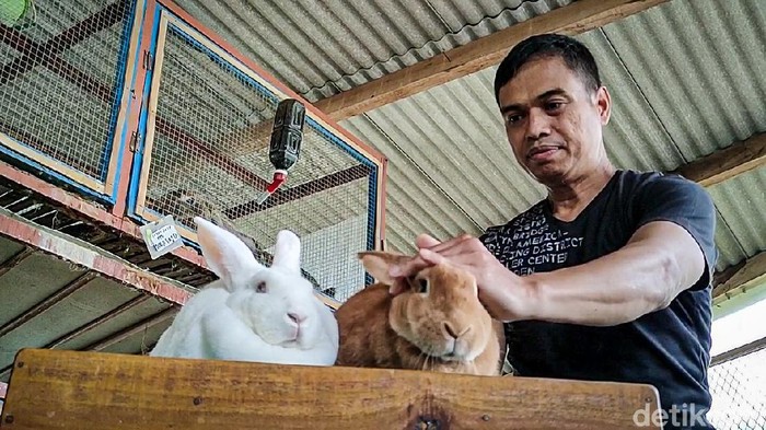 Pandemi COVID-19 yang melanda lebih dari setahun terakhir ini ternyata membawa berkah bagi para peternak kelinci di kawasan perbukitan menoreh, Kabupaten Kulon Progo.