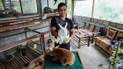 Rezeki Nomplok Peternak Kelinci di Bukit Menoreh Saat Pandemi