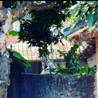 Chef Juna menghabiskan masa kecilnya di Bali dari SD hingga SMP. Meski tak semewah huniannya sekarang, rumah ini meninggalkan banyak kenangan untuknya. (Foto: Instagram/@junarorimpandeyofficial)