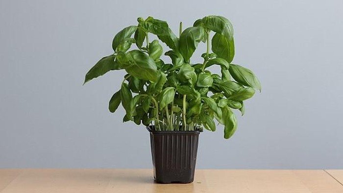 5 Rempah-rempah Ini Bisa Jadi Obat Hipertensi Alami