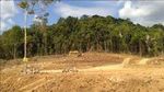Satu dari Lima Negara Pembabat Hutan Terbanyak Dunia Adalah Indonesia