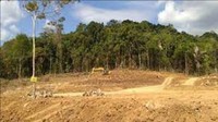 PBB mengatakan 420 juta hektare hutan telah musnah sejak tahun 1990. Alasan utamanya adalah pertanian. Upaya melindugi hutan telah banyak dilakukan sebelumnya. Pada tahun 2014, PBB mengumumkan kesepakatan untuk mengurangi deforestasi sampai setengahnya pada tahun 2020 dan mengakhiri sepenuhnya pada tahun 2030. Dok. detikcom