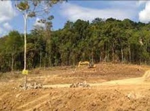 Menimbang Kembali Alih Fungsi Hutan Bowosie