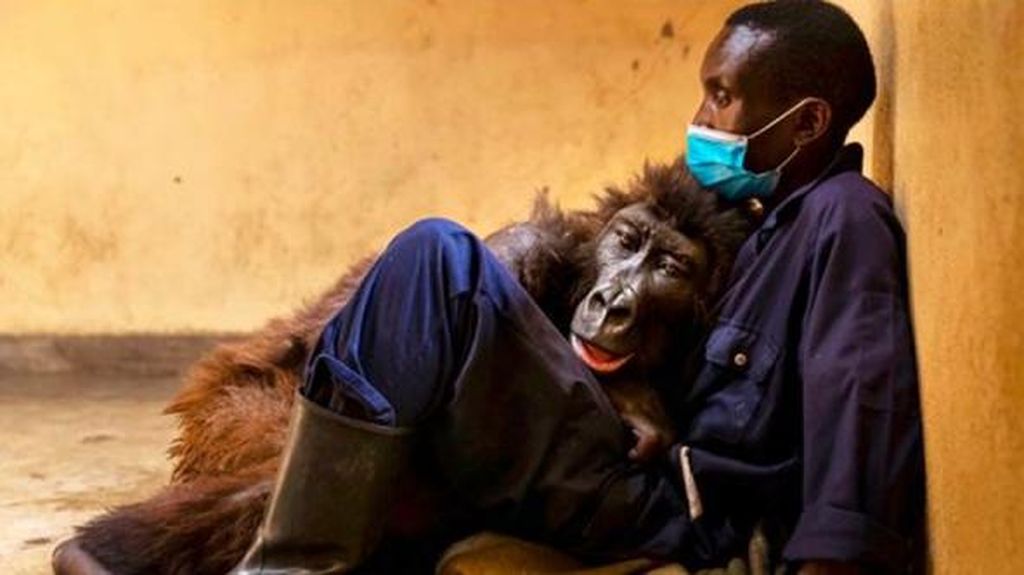 Kisah Haru Gorila Viral yang Meninggal di Pelukan Pria Penyelamatnya