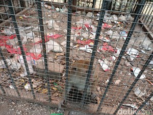 Duh, Kandang Monyet di Mini Zoo Karawang Dipenuhi Sampah