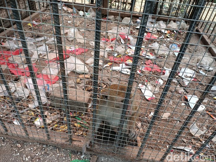 Kandang monyet di mini zoo Karawang dipenuhi sampah